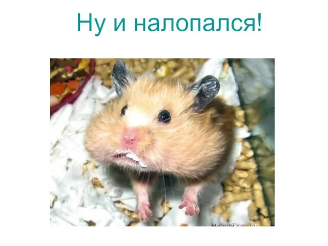 Ну и налопался!