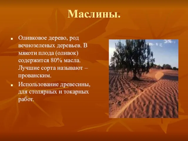 Маслины. Оливковое дерево, род вечнозеленых деревьев. В мякоти плода (оливок) содержится 80%