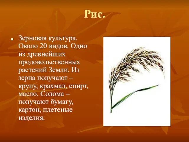 Рис. Зерновая культура. Около 20 видов. Одно из древнейших продовольственных растений Земли.