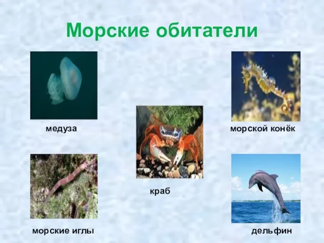 Морские обитатели дельфин краб морские иглы медуза морской конёк