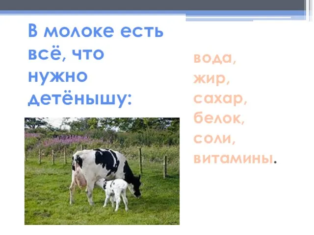 В молоке есть всё, что нужно детёнышу: вода, жир, сахар, белок, соли, витамины.