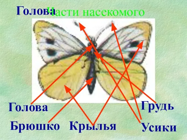 Голова Крылья Грудь Усики Брюшко Голова Части насекомого
