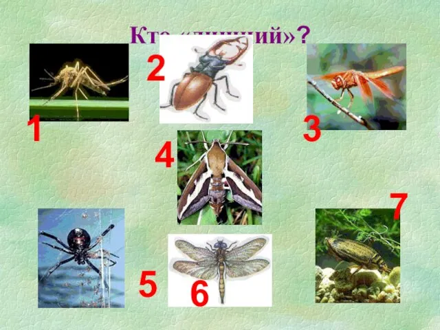 Кто «лишний»? 1 2 3 4 5 6 7