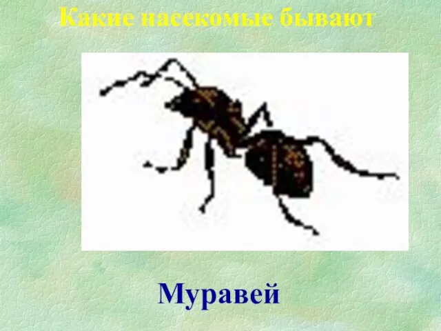 Муравей Какие насекомые бывают