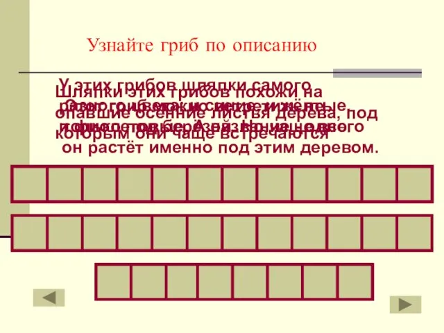 Этот гриб можно встретить не только под берёзой. Но чаще всего он