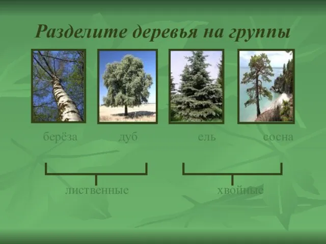 Разделите деревья на группы берёза дуб ель сосна лиственные хвойные