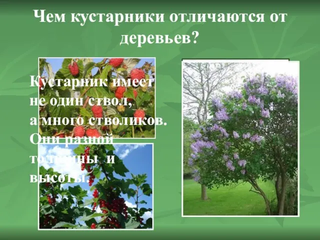 Чем кустарники отличаются от деревьев? Кустарник имеет не один ствол, а много