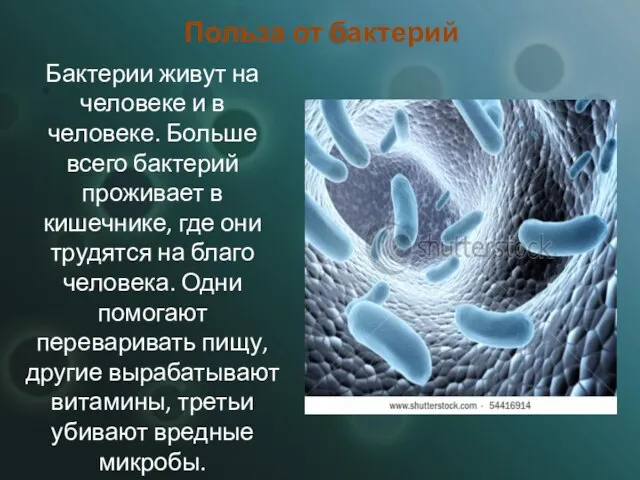 Польза от бактерий Бактерии живут на человеке и в человеке. Больше всего