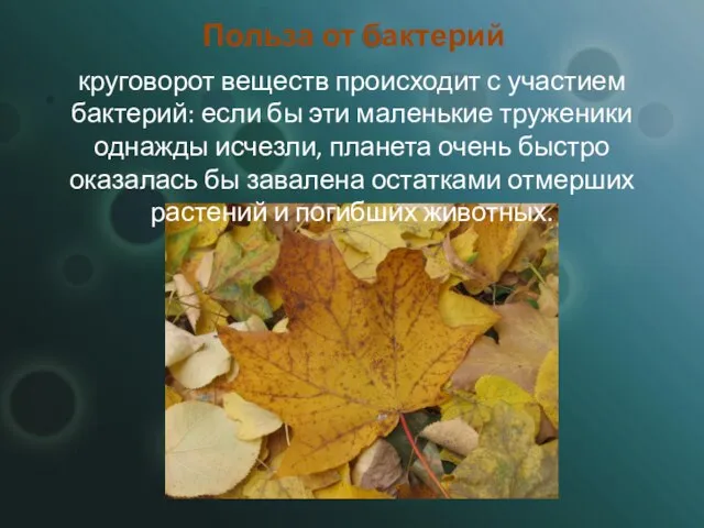 Польза от бактерий круговорот веществ происходит с участием бактерий: если бы эти