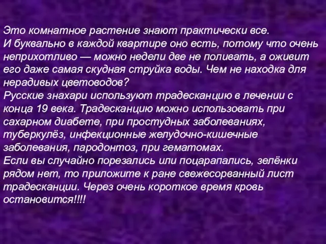 Это комнатное растение знают практически все. И буквально в каждой квартире оно