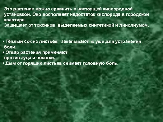 Это растение можно сравнить с настоящей кислородной установкой. Оно восполняет недостаток кислорода