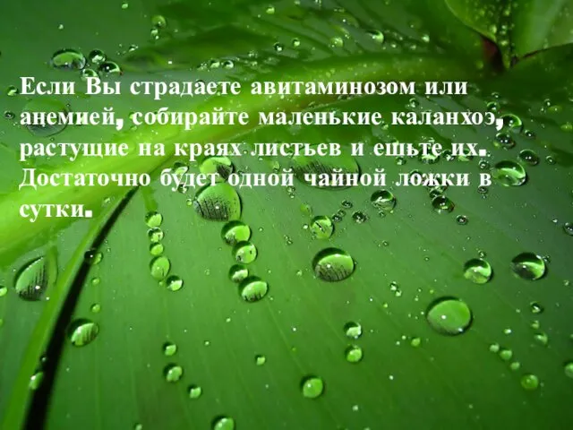 Если Вы страдаете авитаминозом или анемией, собирайте маленькие каланхоэ, растущие на краях