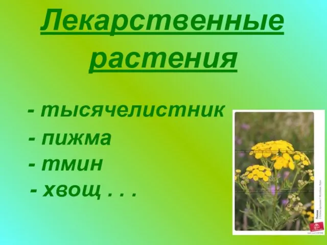 Лекарственные растения - тысячелистник - пижма - тмин - хвощ . . .