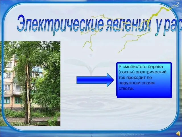 Электрические явления у растений У смолистого дерева (сосны) электрический ток проходит по наружным слоям ствола.