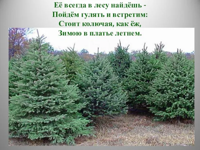 Её всегда в лесу найдёшь - Пойдём гулять и встретим: Стоит колючая,