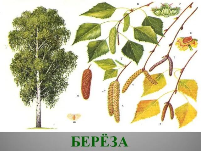 БЕРЁЗА