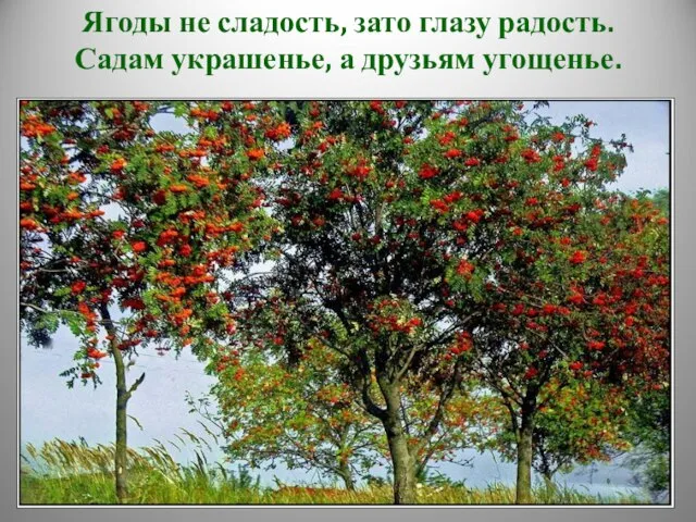 Ягоды не сладость, зато глазу радость. Садам украшенье, а друзьям угощенье.