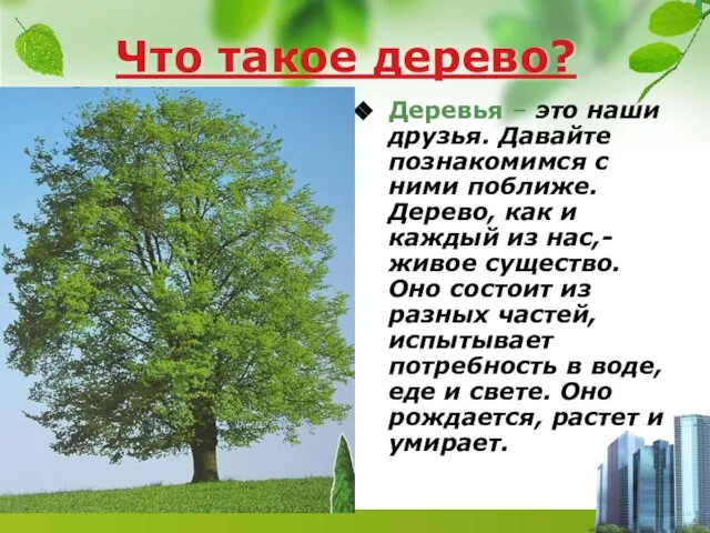 Что такое дерево? Деревья – это наши друзья. Давайте познакомимся с ними