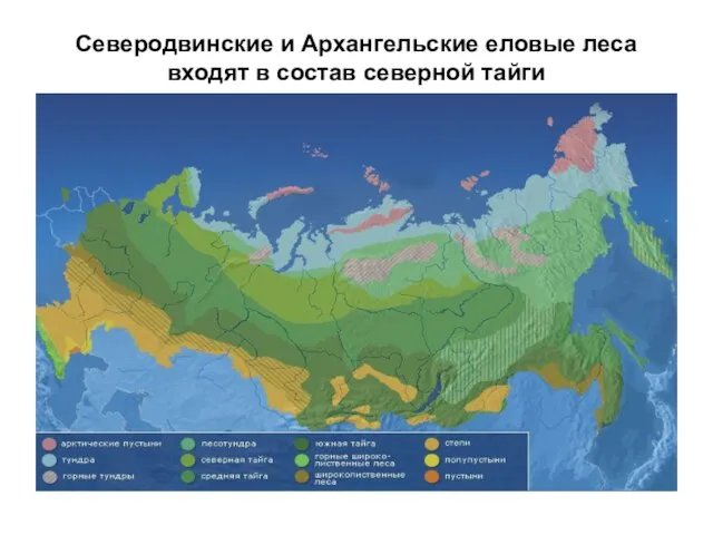 Северодвинские и Архангельские еловые леса входят в состав северной тайги