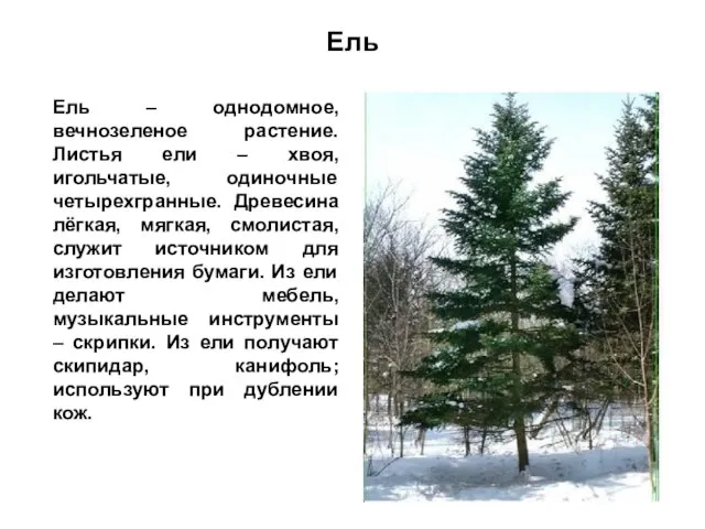 Ель Ель – однодомное, вечнозеленое растение. Листья ели – хвоя, игольчатые, одиночные