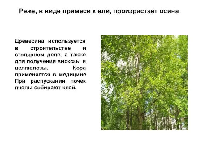 Реже, в виде примеси к ели, произрастает осина Древесина используется в строительстве