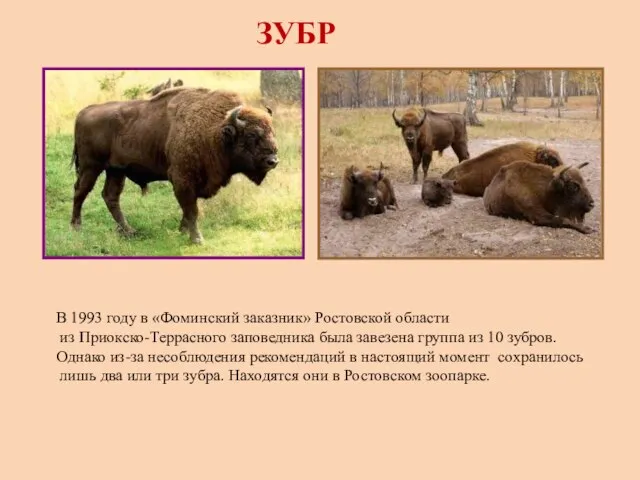 ЗУБР В 1993 году в «Фоминский заказник» Ростовской области из Приокско-Террасного заповедника