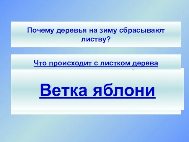 СЮРПРИЗ! Что происходит с листком дерева за период его жизни? Исследовательская работа