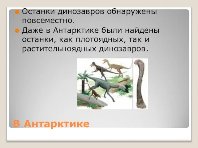 В Антарктике Останки динозавров обнаружены повсеместно. Даже в Антарктике были найдены останки,