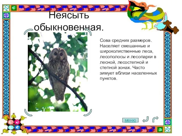 Неясыть обыкновенная. Сова средних размеров. Населяет смешанные и широколиственные леса, лесополосы и