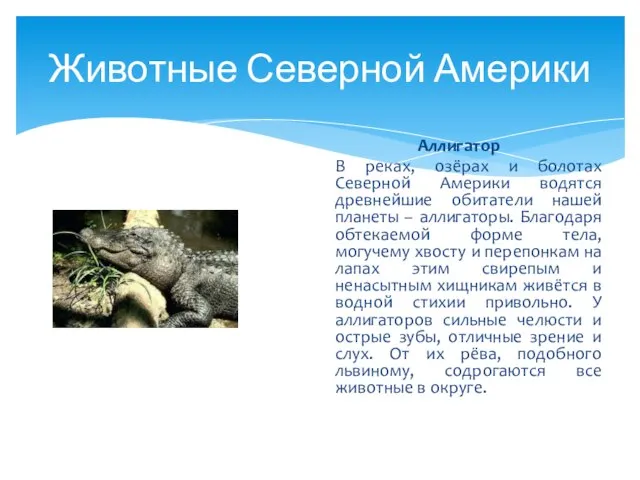 Животные Северной Америки Аллигатор В реках, озёрах и болотах Северной Америки водятся