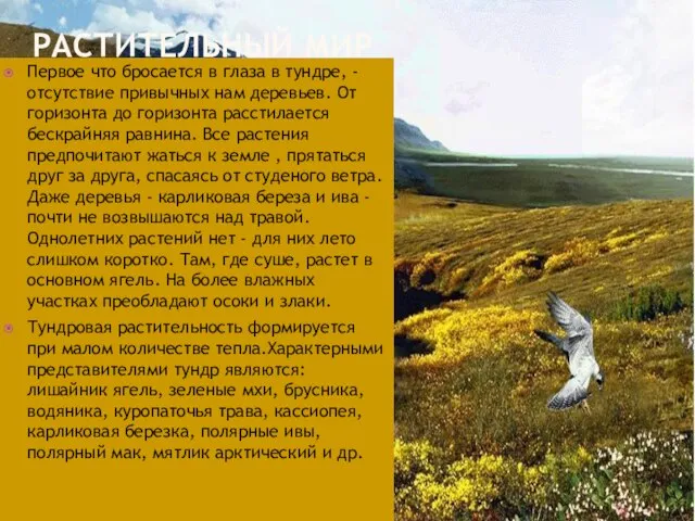 РАСТИТЕЛЬНЫЙ МИР Первое что бросается в глаза в тундре, - отсутствие привычных