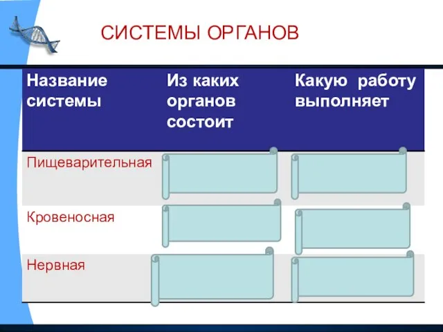 СИСТЕМЫ ОРГАНОВ