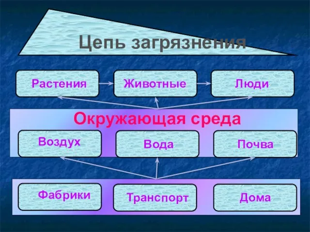 Растения Животные Люди Воздух Вода Почва Фабрики Транспорт Дома Цепь загрязнения Окружающая среда