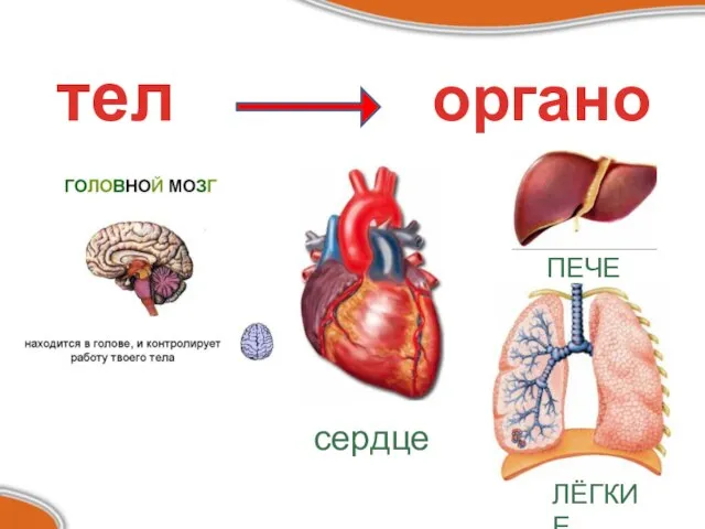 тело органов сердце ПЕЧЕНЬ ЛЁГКИЕ