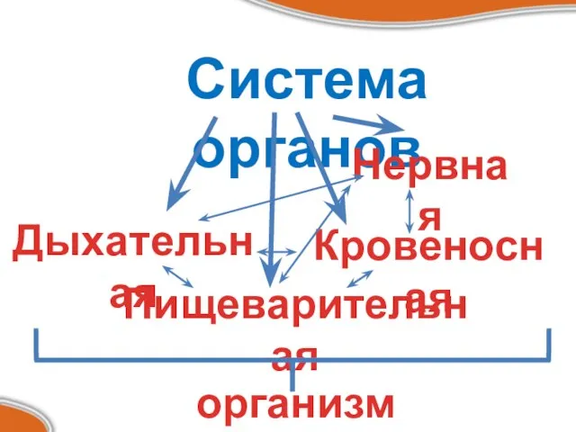 Система органов Дыхательная Пищеварительная Кровеносная Нервная организм человека