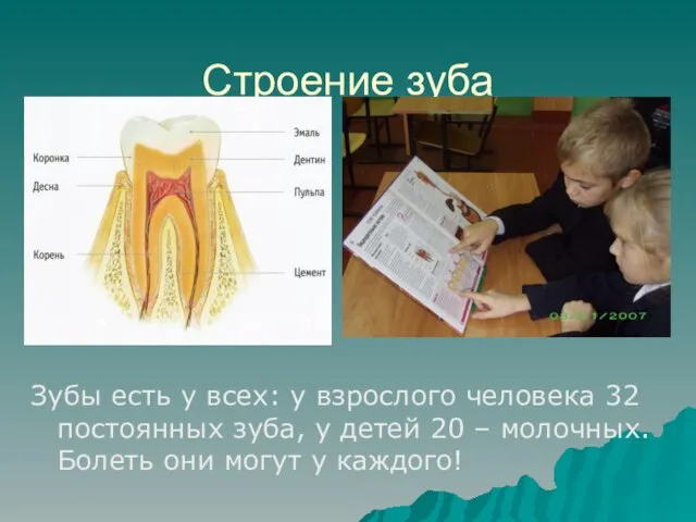 Строение зуба Зубы есть у всех: у взрослого человека 32 постоянных зуба,