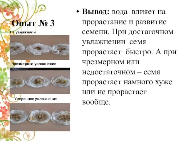 Опыт № 3 Вывод: вода влияет на прорастание и развитие семени. При