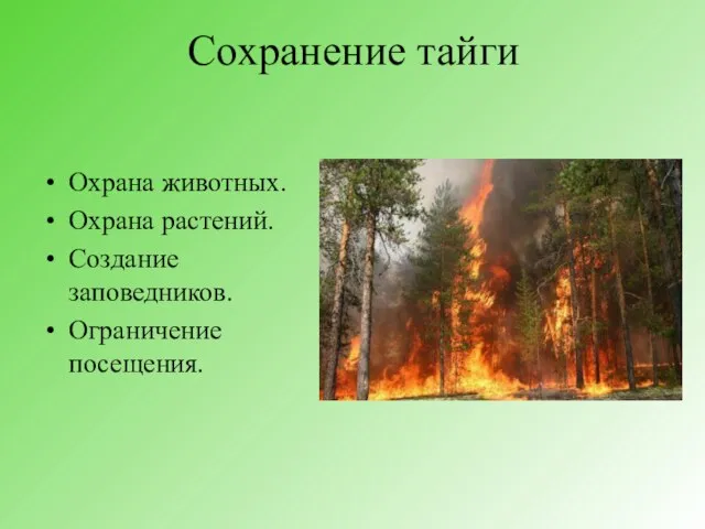 Сохранение тайги Охрана животных. Охрана растений. Создание заповедников. Ограничение посещения.