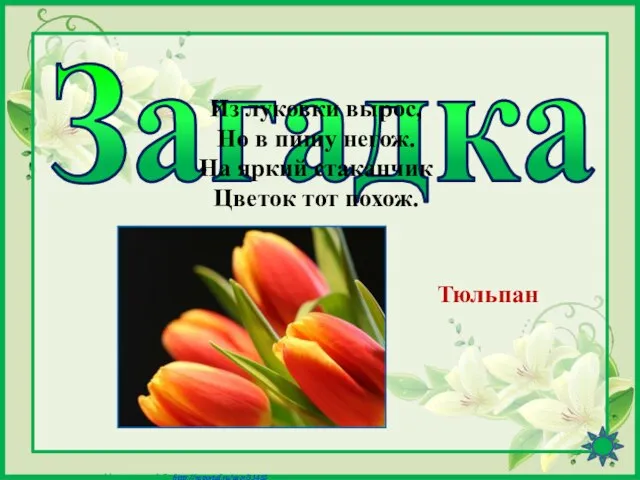 Загадка Из луковки вырос, Но в пищу негож. На яркий стаканчик Цветок тот похож. Тюльпан