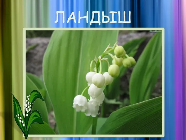 ЛАНДЫШ