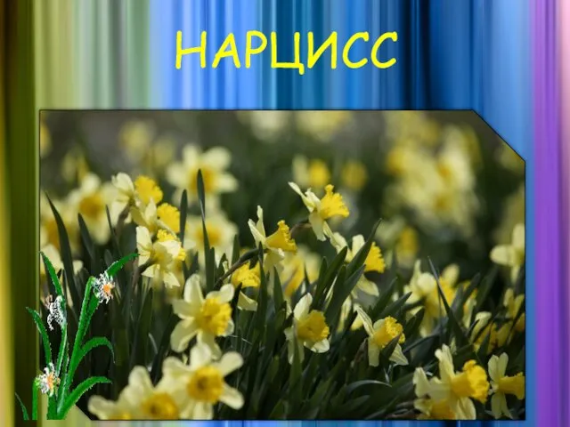 НАРЦИСС