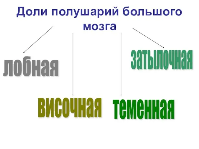 Доли полушарий большого мозга лобная височная затылочная теменная