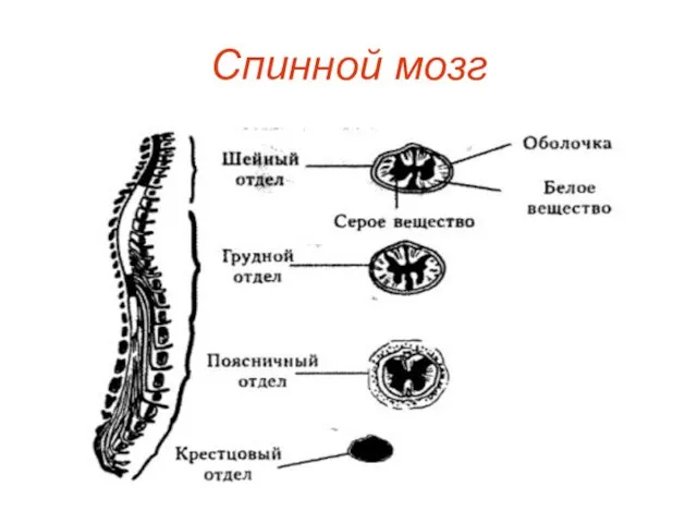 Спинной мозг