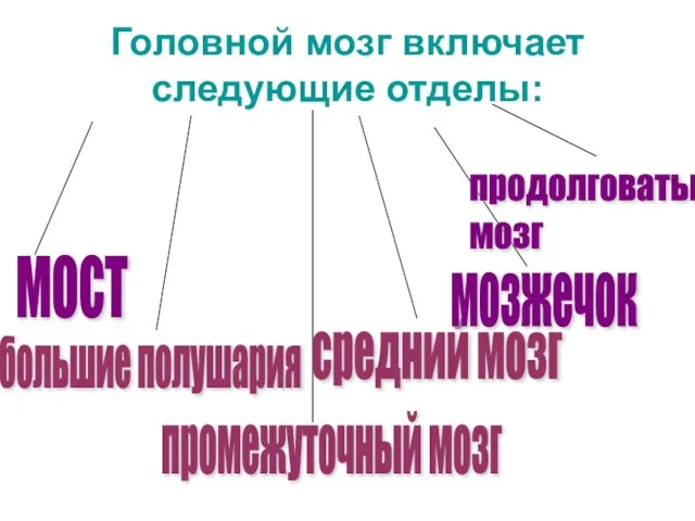 Головной мозг включает следующие отделы: промежуточный мозг мост большие полушария средний мозг мозжечок продолговатый мозг