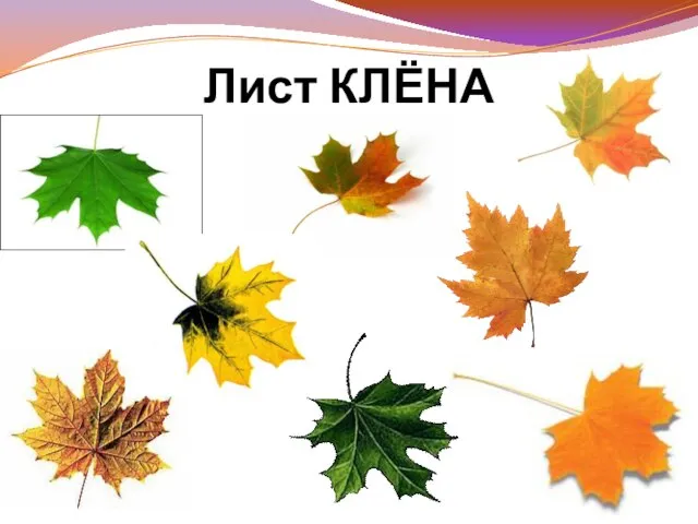 Лист КЛЁНА