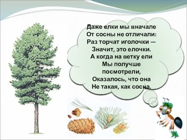 Даже елки мы вначале От сосны не отличали: Раз торчат иголочки —