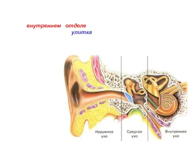 Во внутреннем отделе находится костный завиток — улитка, внутри которой несколько тысяч натянутых тонких волоконец.