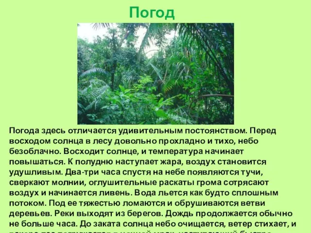 Погода. Погода здесь отличается удивительным постоянством. Перед восходом солнца в лесу довольно