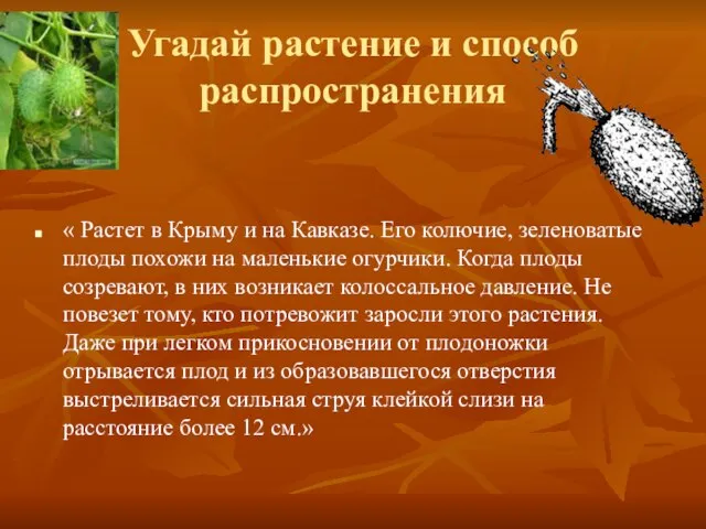 Угадай растение и способ распространения « Растет в Крыму и на Кавказе.