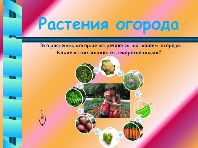 Растения огорода Это растения, которые встречаются на нашем огороде. Какие из них являются лекарственными?